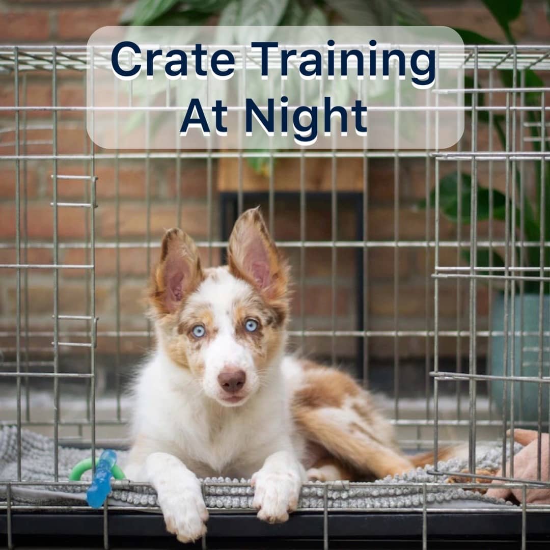 Tips for Puppy Crate Training at Night: Expert Strategies Revealed