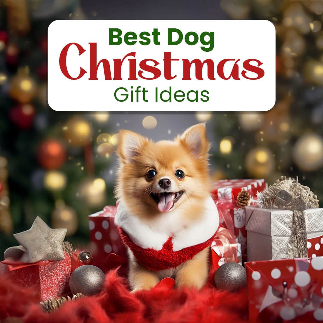 Best Dog Presents for Christmas: Top Gifts to Delight Your Pup