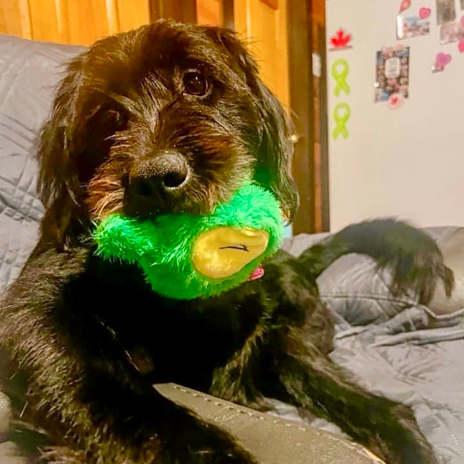 Dog Playing with Green Fluffy 2 in 1 Dinosaur Dog Toy