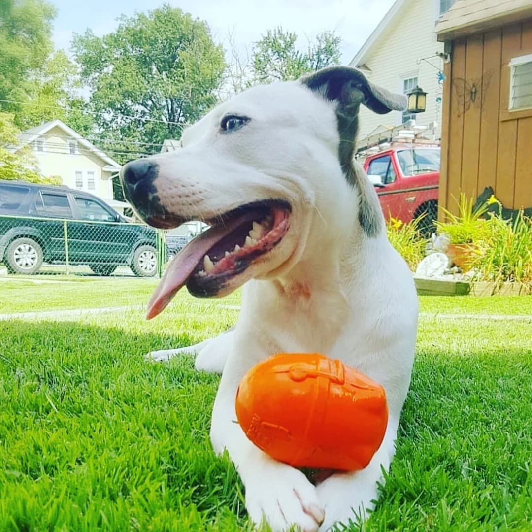 Dog Toy Treat Dispenser