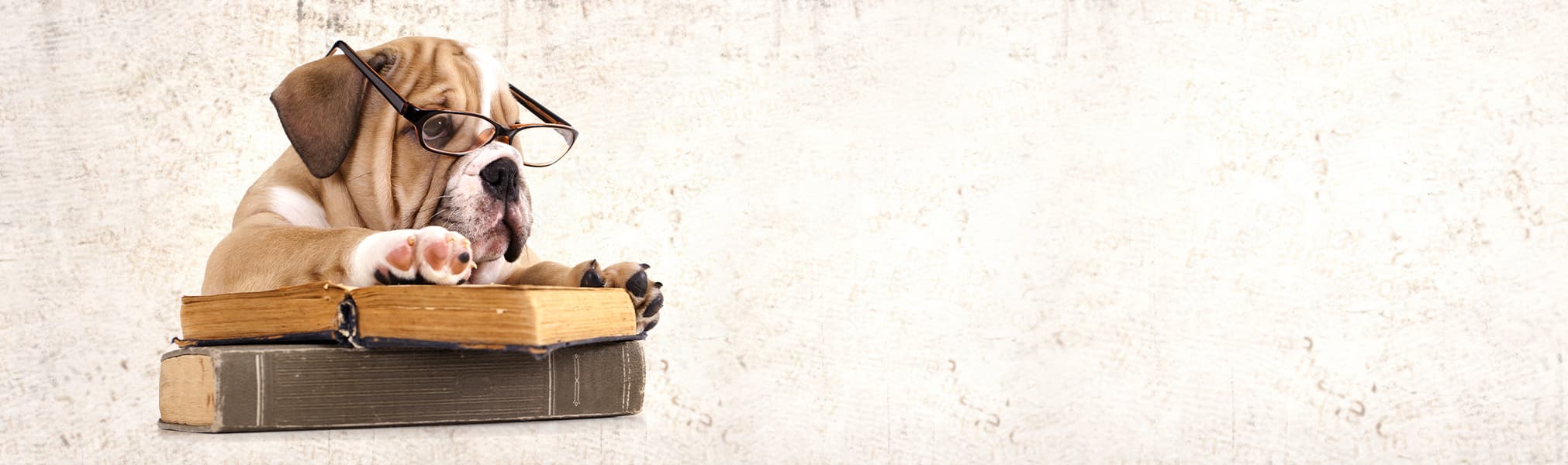 DuraPaw Doggie Blog Spot