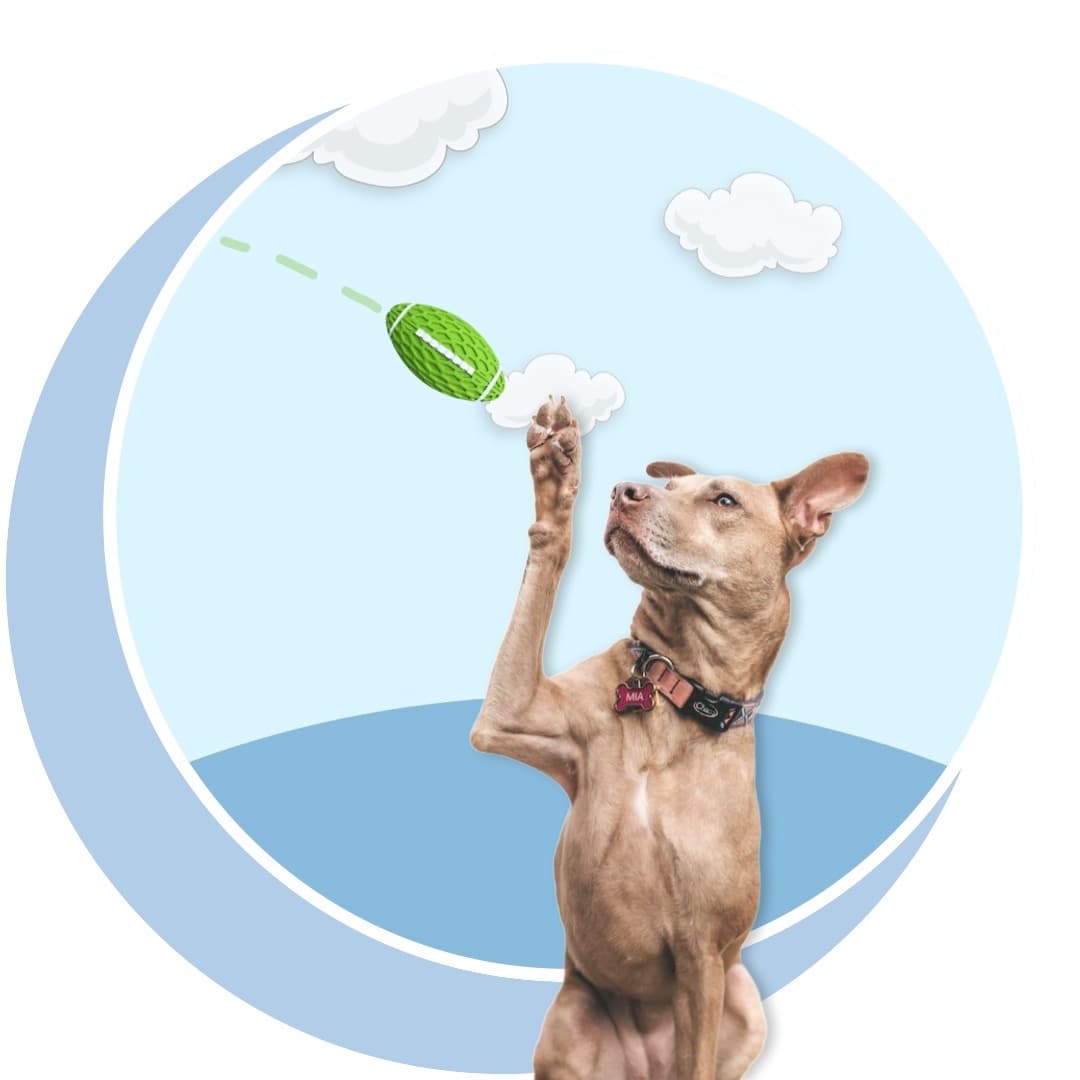 Dog Toy Subscription Box Canada Strong Bond with Dog