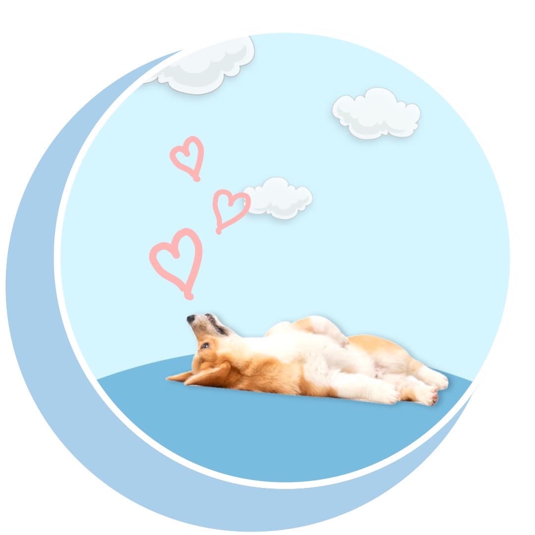 Dog Toy Subscription Box Canada Enrich Dogs Life