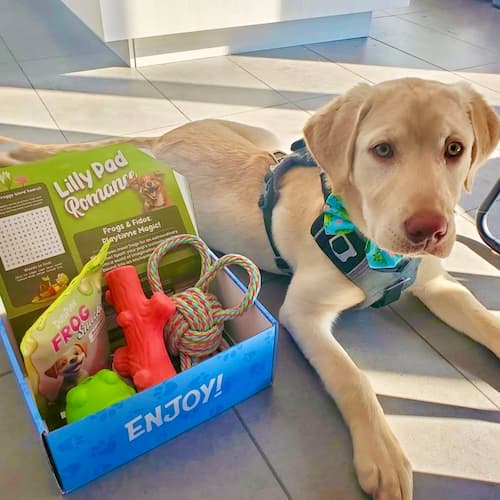 DuraPaw Dog Toy Enrichment Box Unboxing