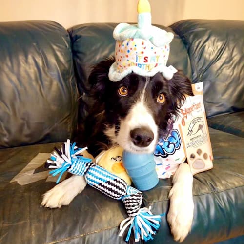 Silly Dog Birthday Toy Gift Presents