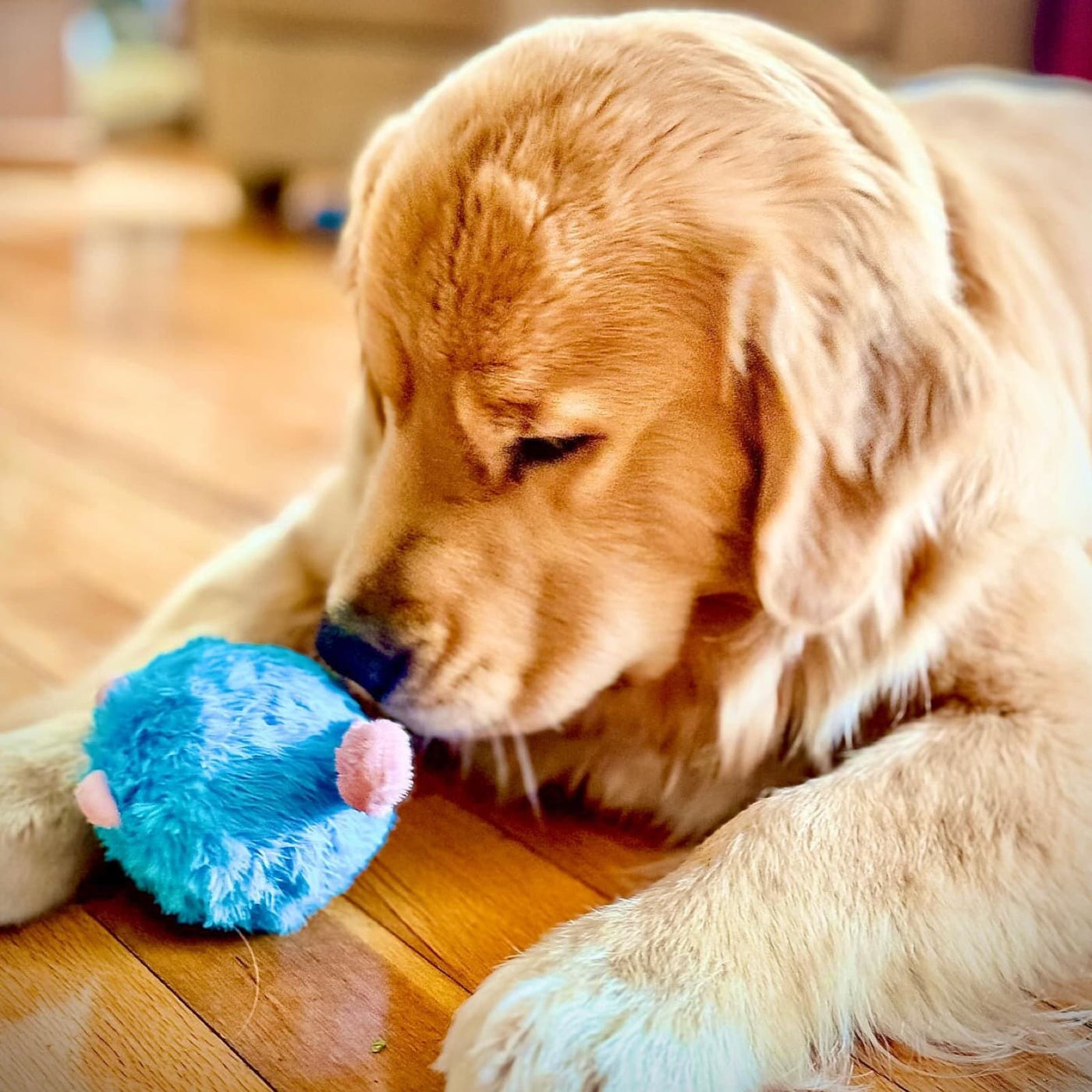 Cute Golden Retriever Playing With 2 in 1 Squeaky Squirrel Toy Within Toy