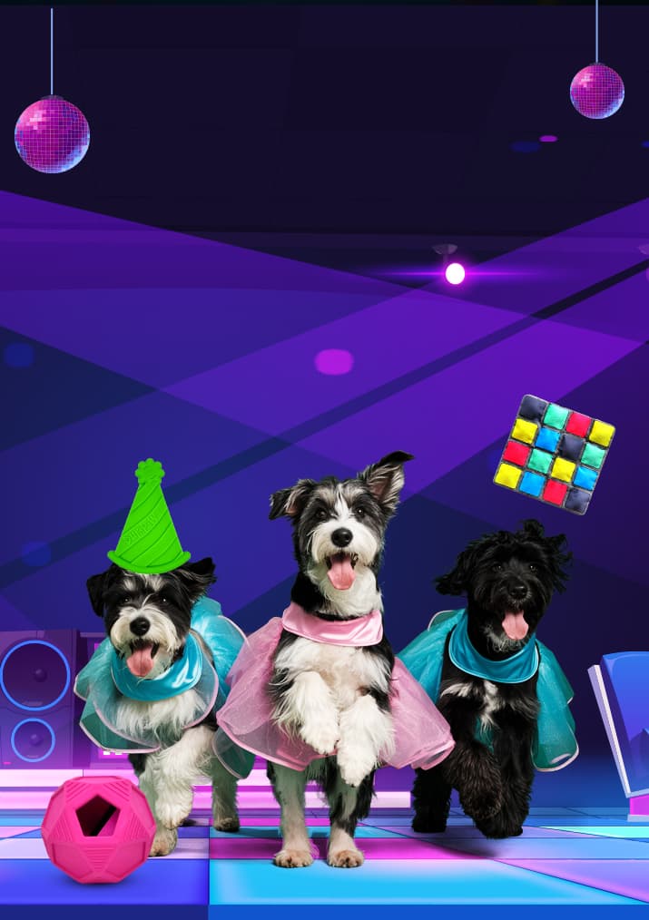 Three dogs dressed in disco outfits dancing under purple lights with a Rubik's cube and disco balls in the background DuraPaw's retro-themed dog subscription box