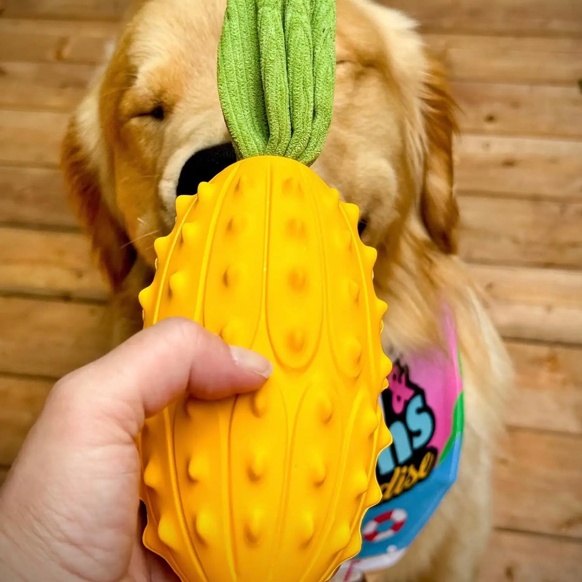 Dog Pineapple Squeaky Puppy Toy