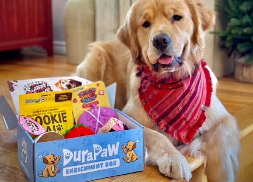 Cute Happy Golden Retriever DuraPaw Monthly Dog Toy Subscription Box