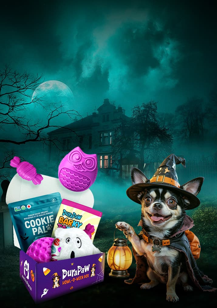 Dog in Halloween costume with DuraPaw monthly dog subscription box pet toy products against a spooky night background