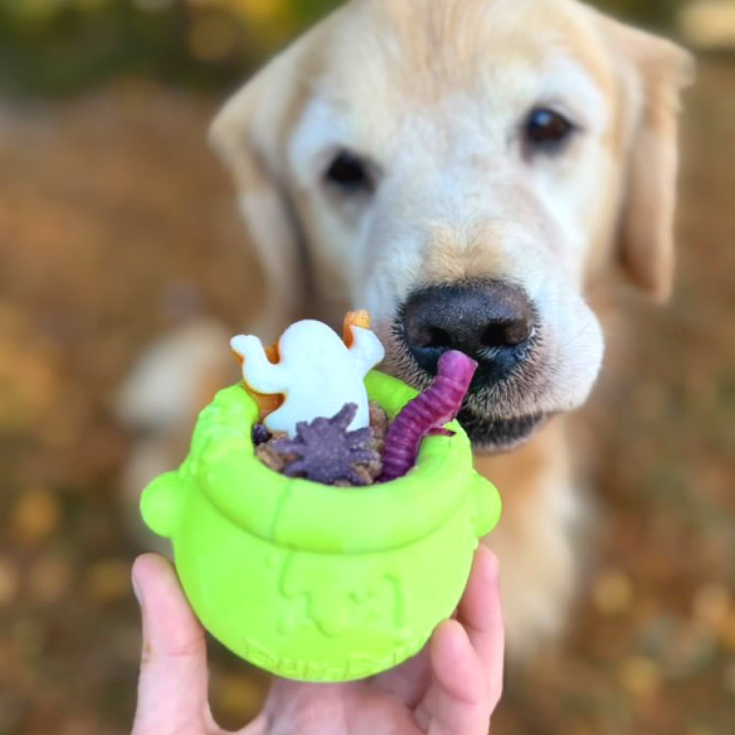 Cute Golden Retriever Pet Dog Sniffing Nose Work DuraPaw Toppler Bowl Enrichment Feeder