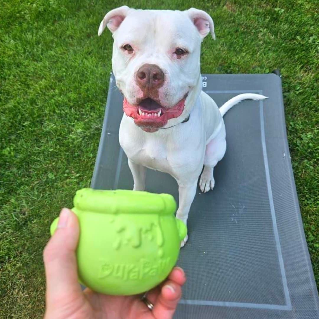 Large Aggressive Chewing Dog Breed Playing with Green Enrichment DuraPaw Toy Bowl