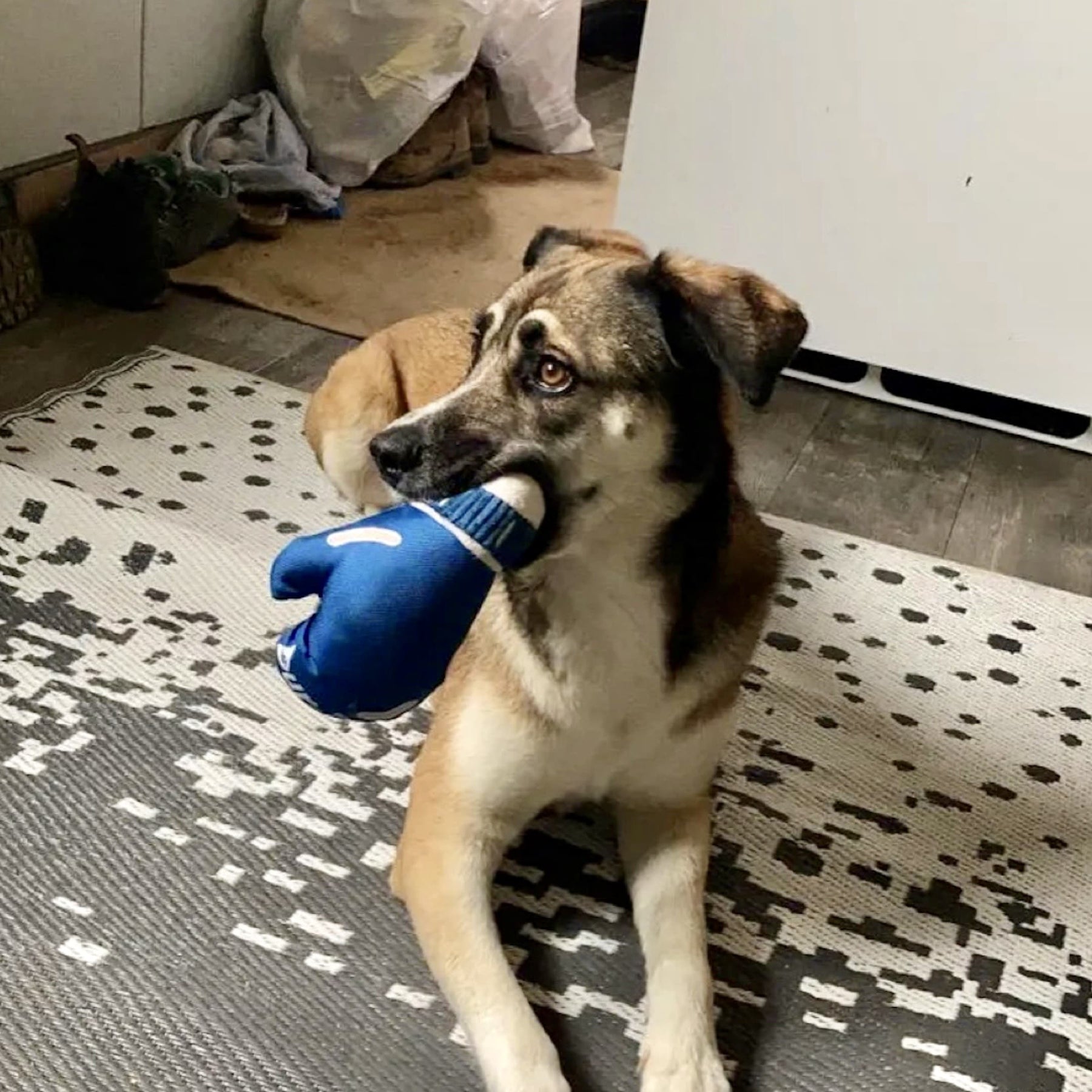 Canadian Boxing Glove Dog Toy