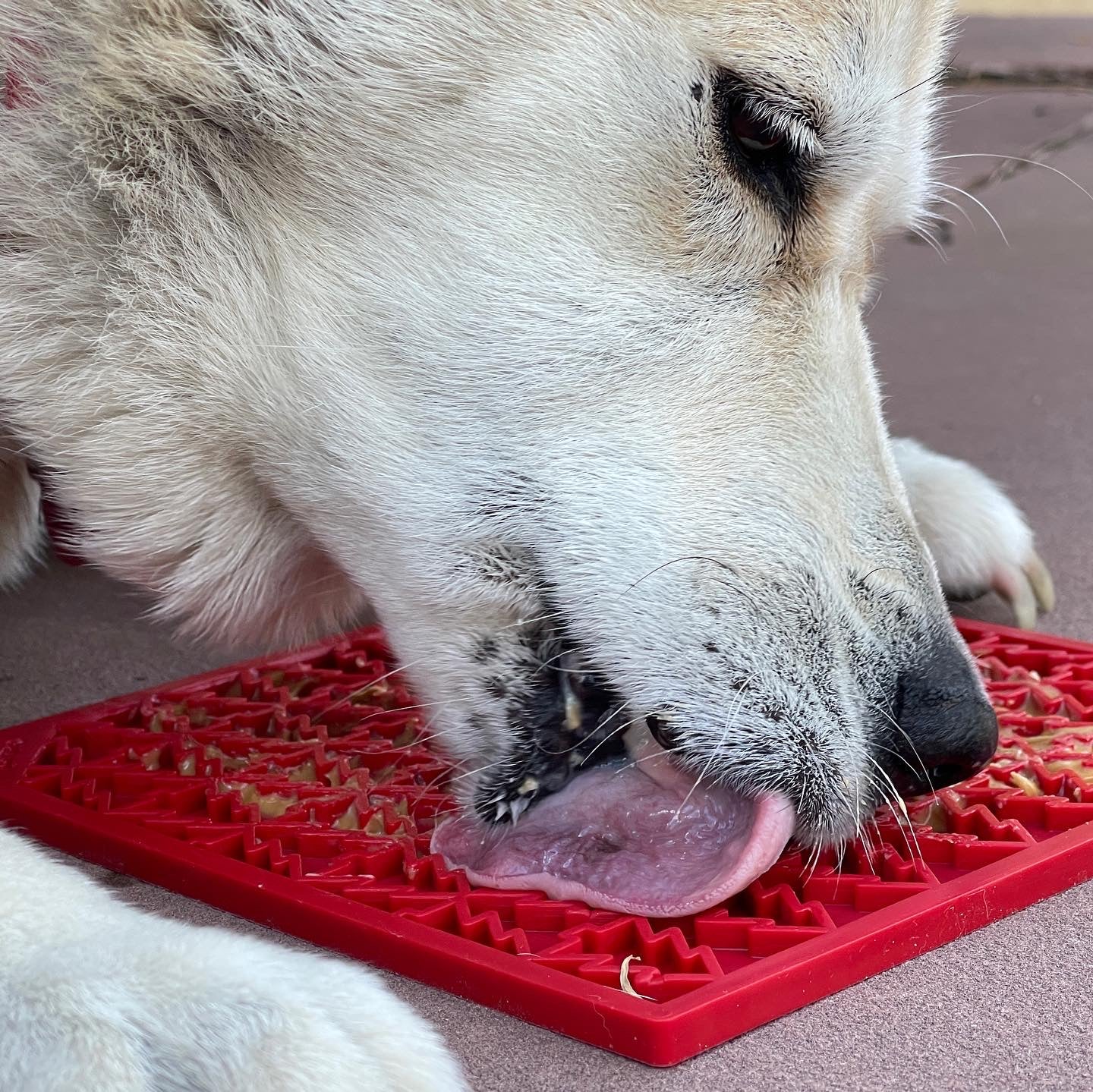 Dog Licking Dog Lick Mat