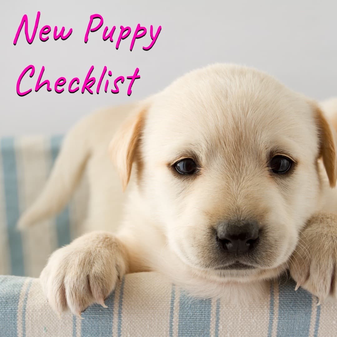 Checklist For New Puppies Supplies
