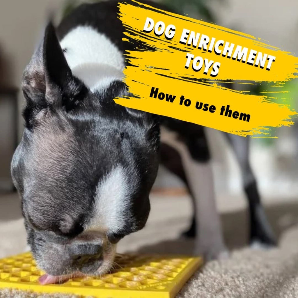 Training Time - Easy, DIY Enrichment Games for Your Pup