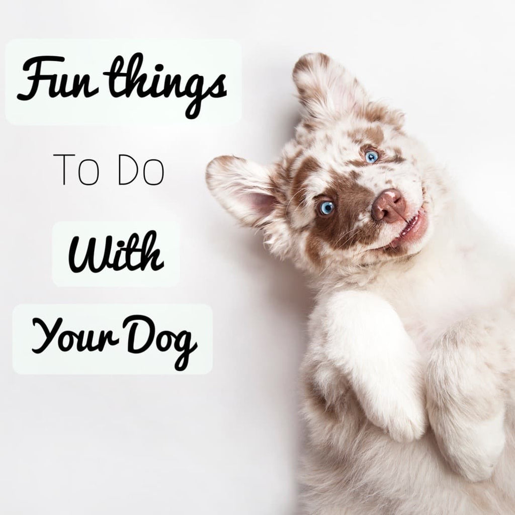 Environmental Enrichment Activities for Your Dog