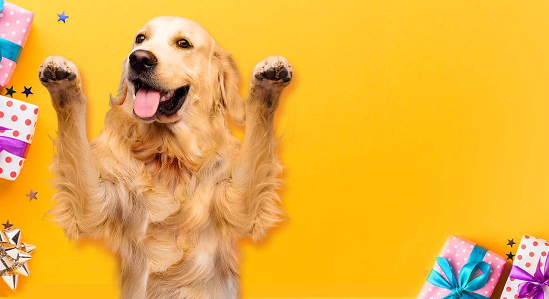 DuraPaw Dog Gift Box Ideas Canadian Doggy Gifts durapaw-dog-gift-box-ideas-canadian-doggy-gifts