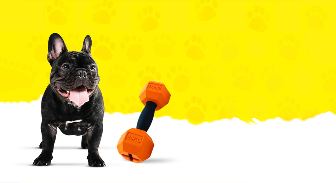 DuraPaw - Tough Dog Toys Canada