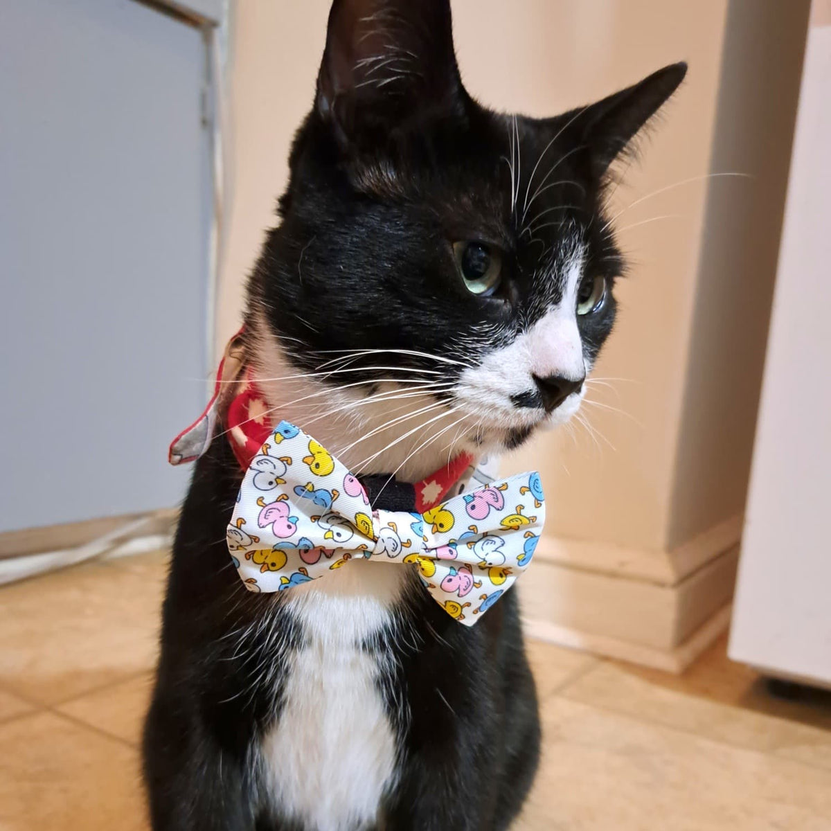 Cute Cat Kitten Wearing Bow Tie Collar With Duck Pattern Design