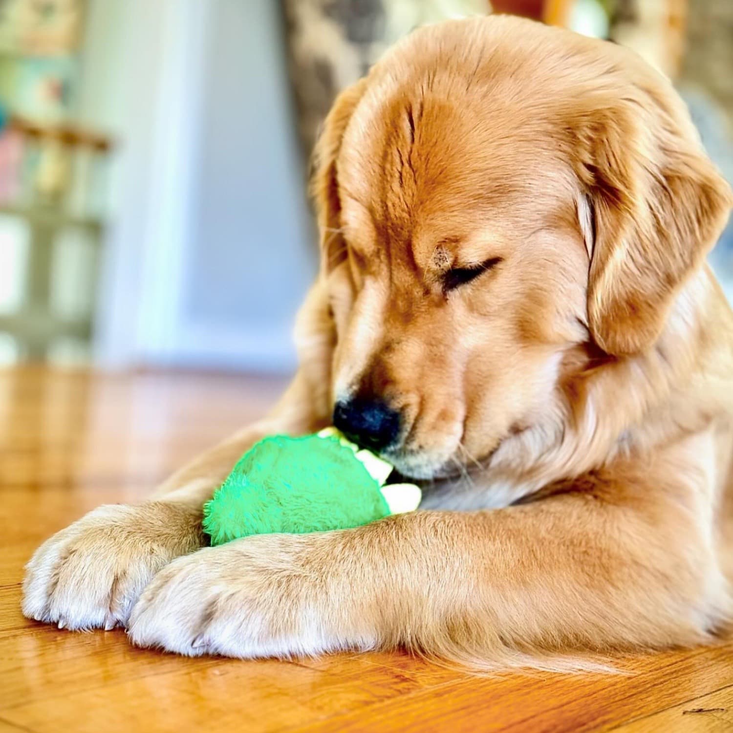 Golden Retriever Playing with DuraPaw 2 in 1 Dinosaur Rippables Toy