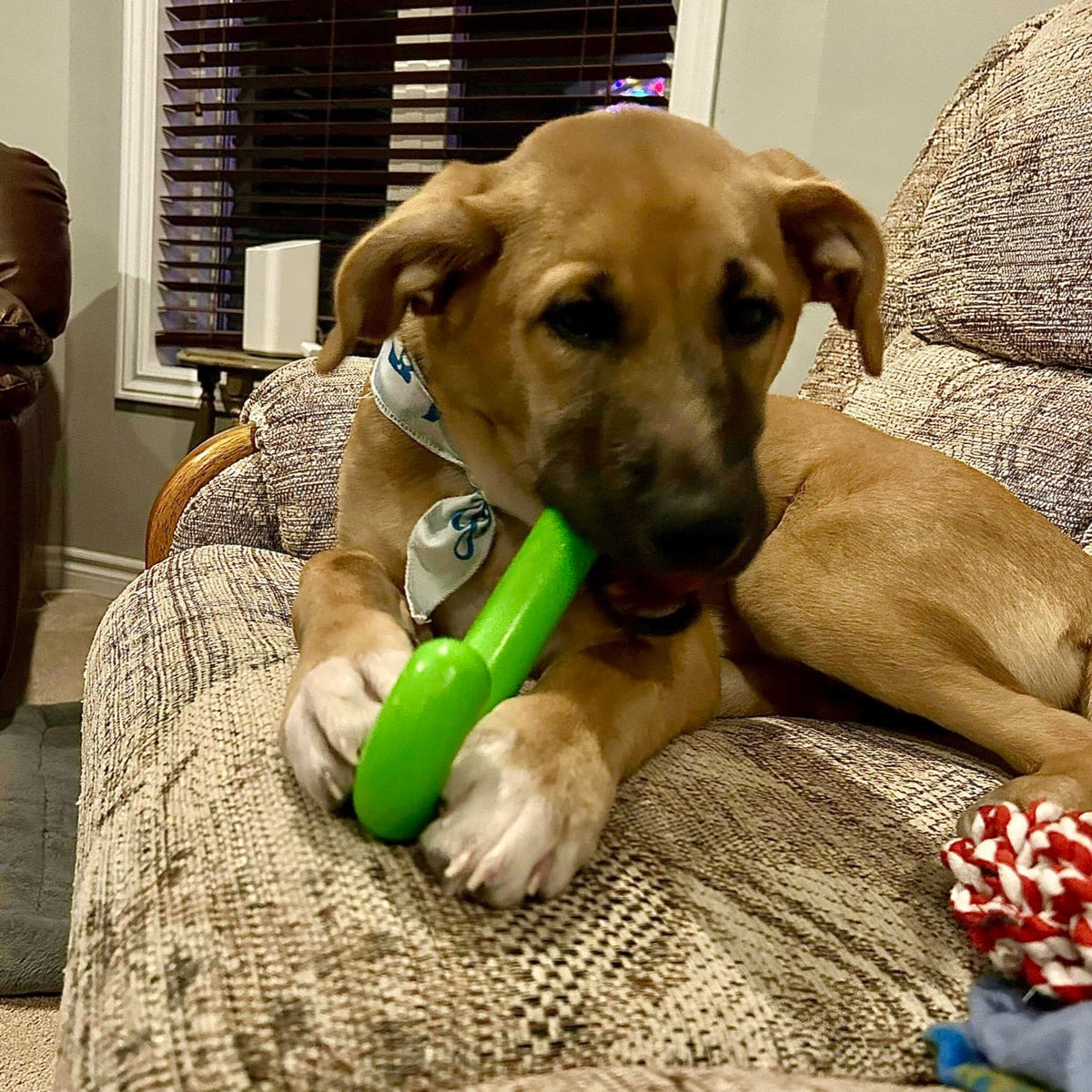 Dog Chewing On Tough Nylon Candy Cane Dog Toy