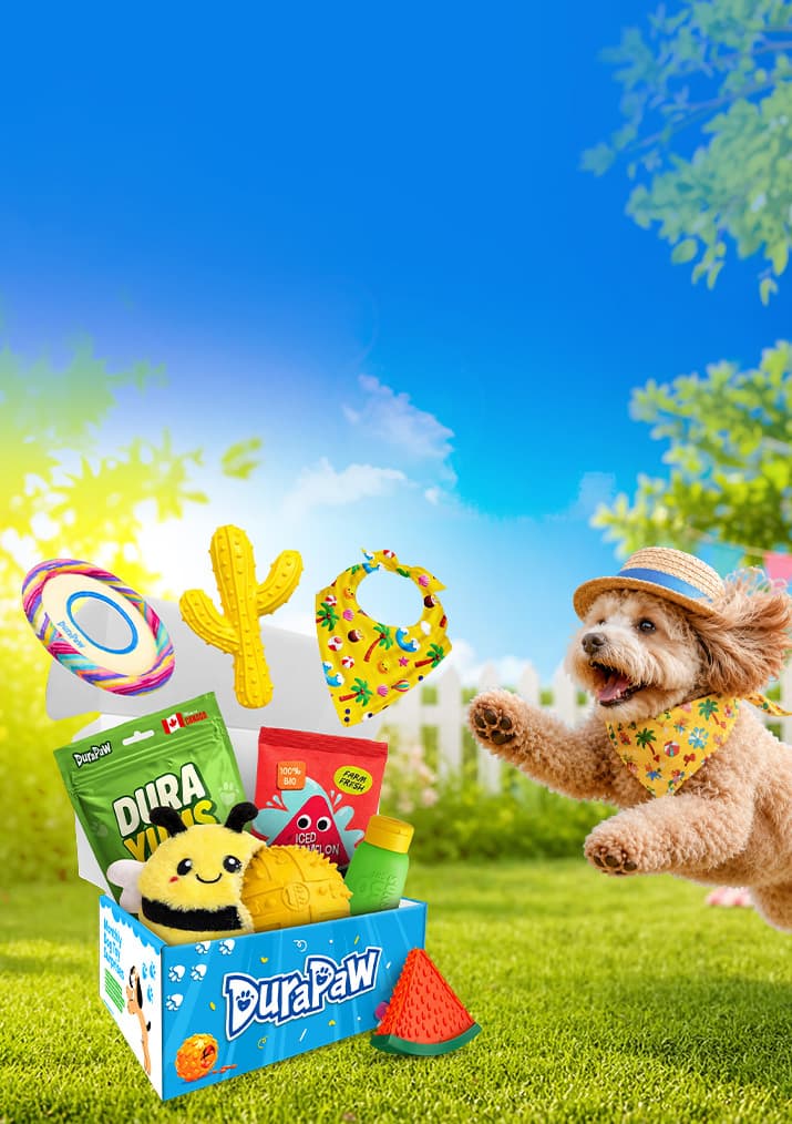 Summer Pup Splash