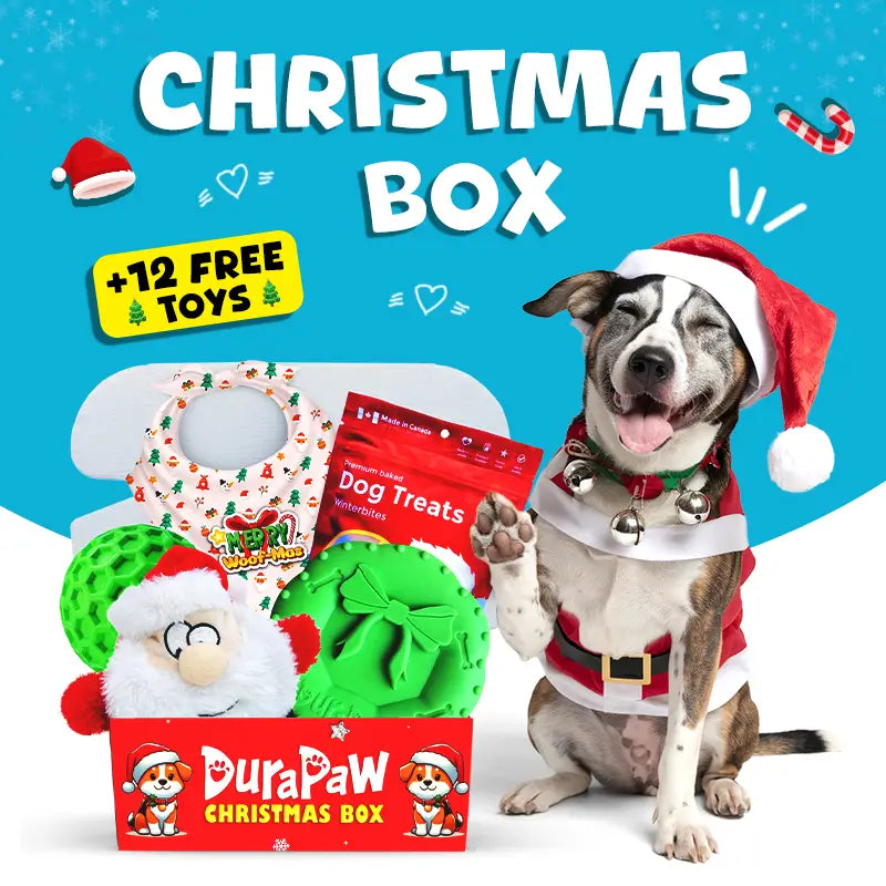 Monthly dog toy box 2025