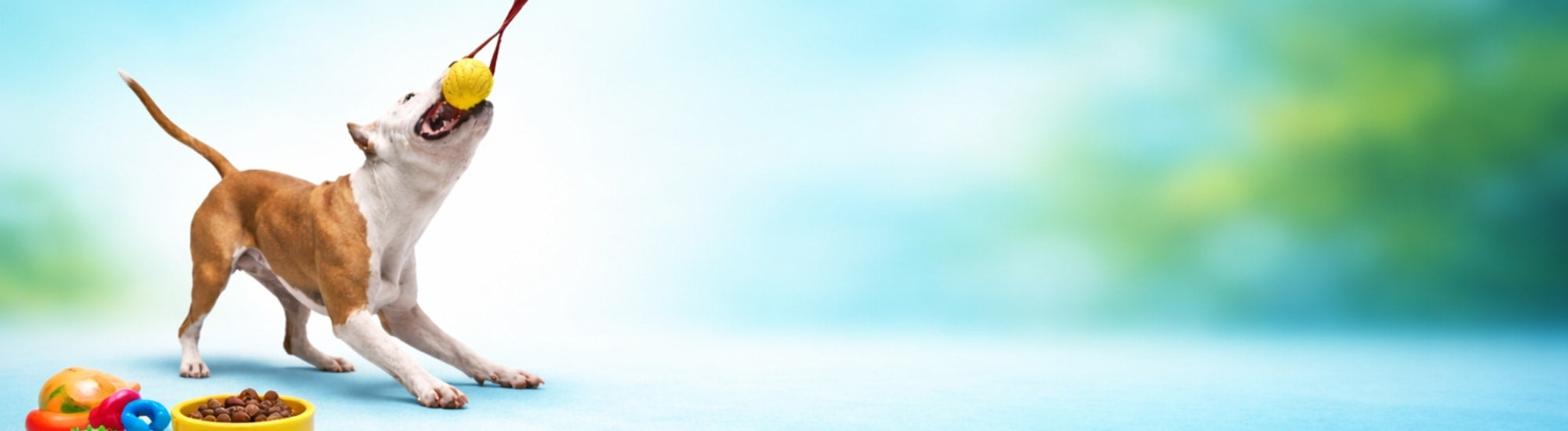 Dog playing with a DuraPaw tug toy on a blue gradient background