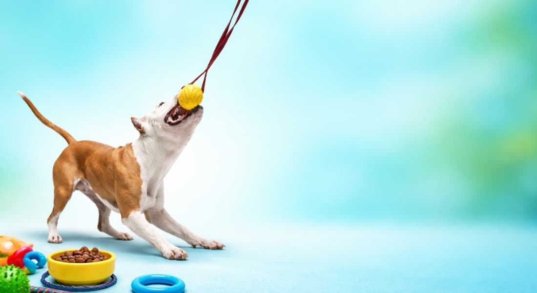 Dog playing with a DuraPaw tug toy on a blue gradient background