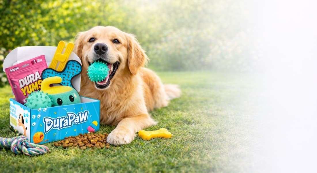 Dog playing with toys and DuraPaw box on grass outside
