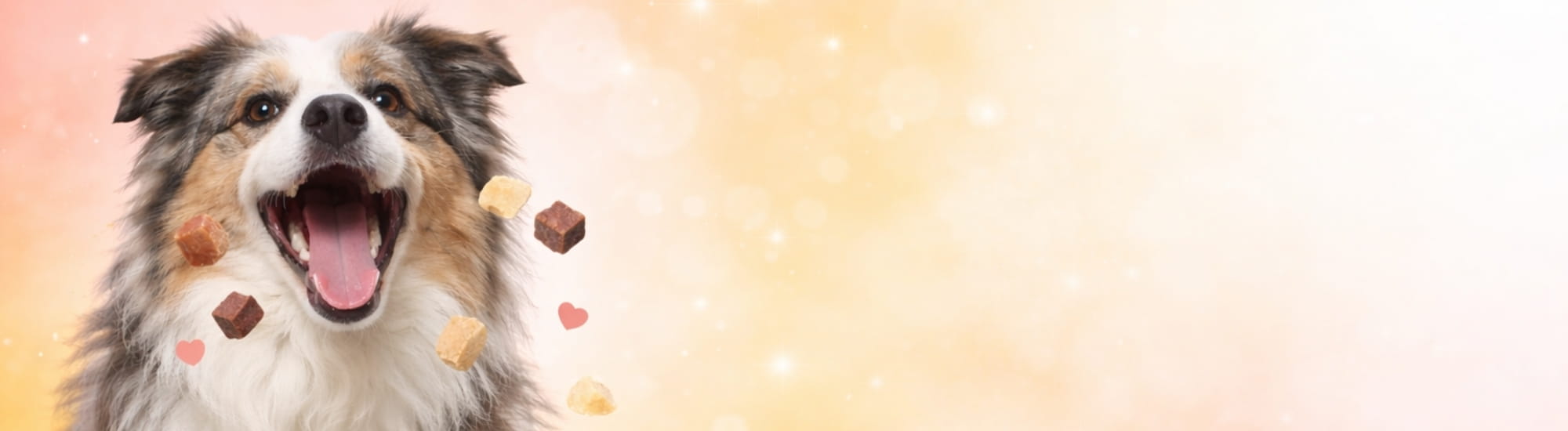 Dog with a happy expression surrounded by freeze dried dog treats on a soft background