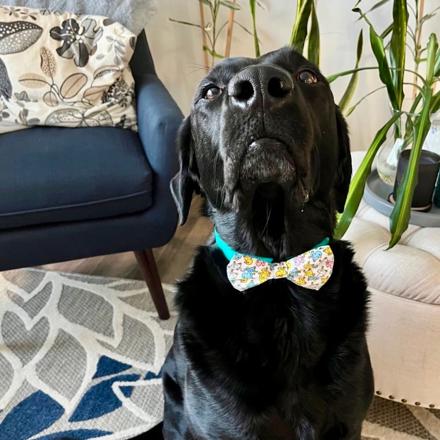 Cute Black Lab Wearing DuraPaw Bow Tie With Duck Design