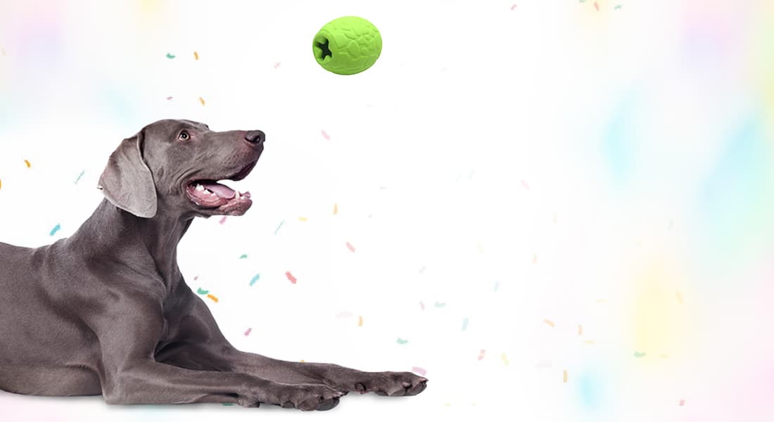 DuraPaw Dog Box Giveaway Prizes Canada