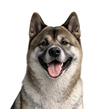 Akita dog breed with a happy expression on a png background