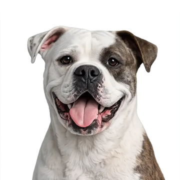 American Bulldog with a happy expression on a png background