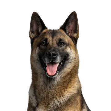 German Shepherd dog breed with a happy expression