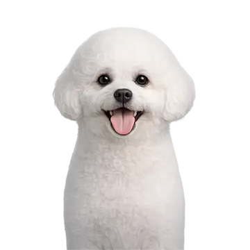 White Bichon Frise dog breed with a happy expression on a png background