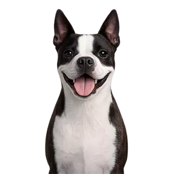 Black and white Boston Terrier dog breed with a happy expression on a png background