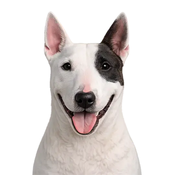 White Bull Terrier dog breed with black patches on a png background