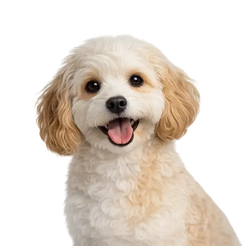 Happy Cavapoochon dog breed with a white and beige coat on a png background