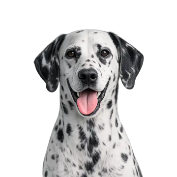 Dalmatian dog with a happy expression on a png background