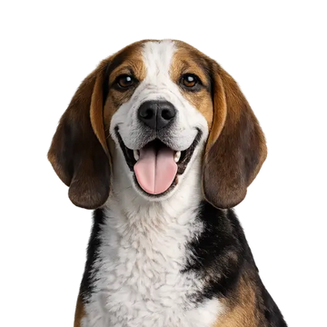 Happy Foxhound dog breed with a brown, black, and white coat on a png background