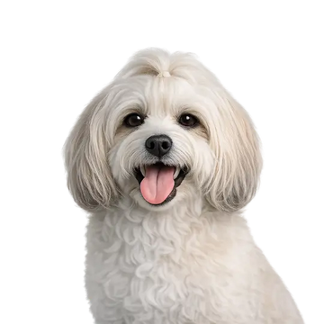 White Havanese dog breed with a happy expression on a png background