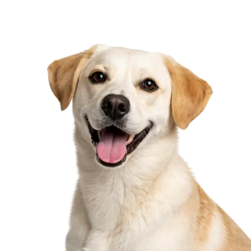 Lab mix dog breed happy smiling on a png background