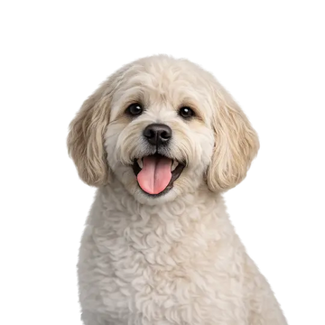White Labradoodle dog breed with a happy expression on a png background
