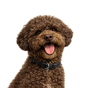 Lagotto Romagnolo dog breed with a blue collar on a png background