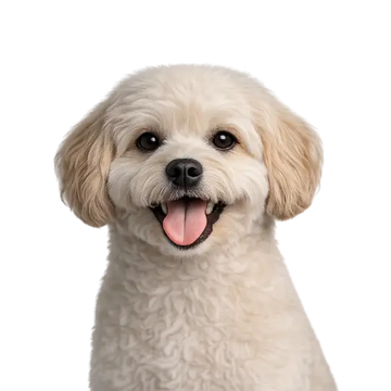 White Maltipoo dog breed with a happy expression on a png background