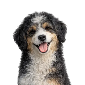 Happy Mini Aussiedoodle dog with a black, white, and brown coat on a png background