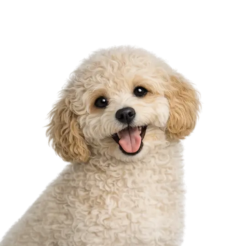 Happy cream-colored Mini Goldendoodle dog with a png background